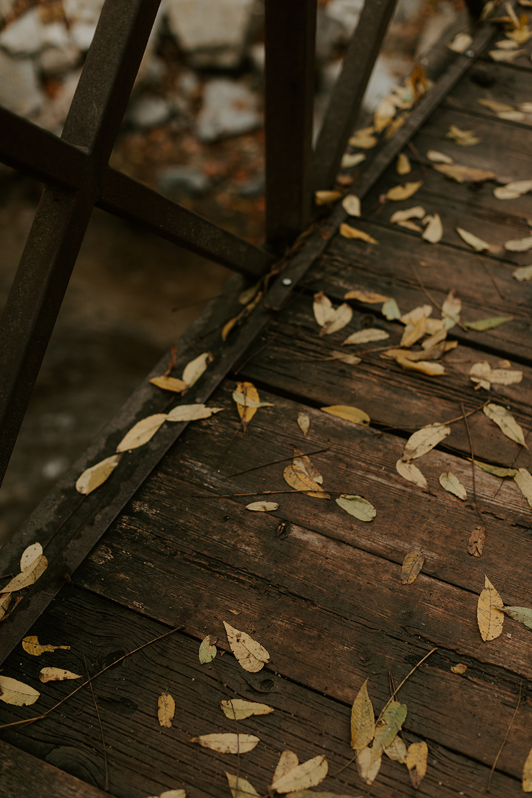 Fall leaves - Engagement Photoshoot, Rock Glen Conservation, ON