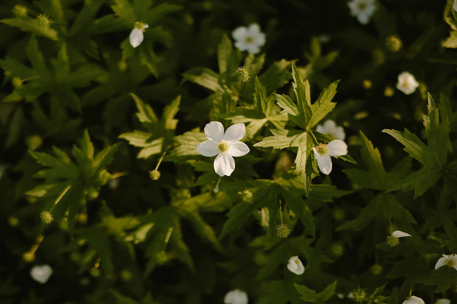 green foliage with white flowers.