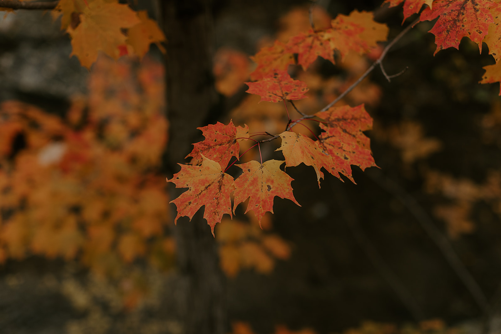 Fall leaves - Engagement Photoshoot, Rock Glen Conservation, ON