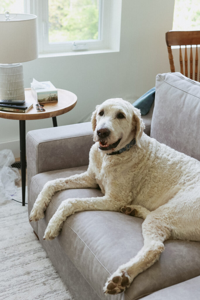 Dog sitting on couch 