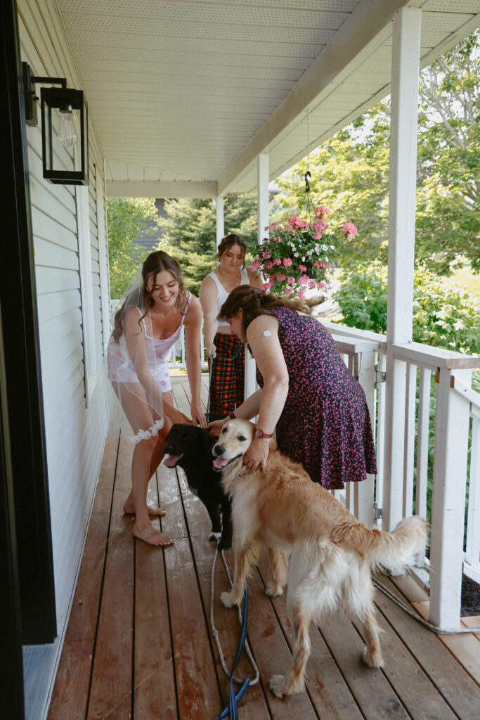 bride plays with dogs
